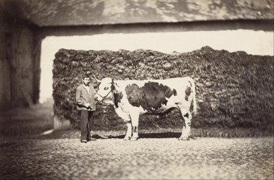 Prize Bull by Adolphe Braun